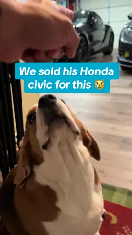 Our new 2025 manual MK5 Supra 🏎️🐶  #toyota #supra #mk5supra #beagle #dogsoftiktok #carsoftiktok #foryou #fy #foryoupage #fyp #funny 