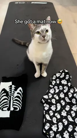 She jumps over the commnet section 😅 #cats #catsoftiktok #noboit #fyp 