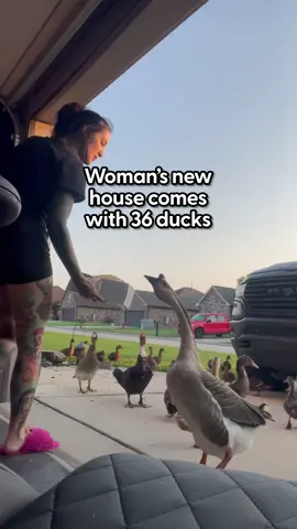 This is ✨ duck heaven ✨ We spoke with @Eno about how her duck family grew overnight!