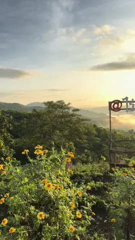 รอเทอทุกวัน🌞🤍##ไร่ชาพ่อ##ท่าขี้เหล็ก