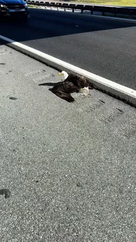 Being an Eagles fan And Rescuing an Eagle might be the coolest shit i ever did lol #florida #eagles #philadelphiaeagles #saquonbarkley #wildlife #nature #animalrescue 
