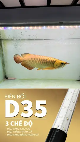 Kim long quá bối full đẹp #chudaubac #phukiencarong #arowana #dencarong #denzako #zako #denboi #denkimlongquaboi #boifull 