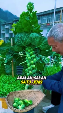 Salah satu jenis sayuran yang kurang diminati di Indonesia adalah kubis mini atau kubis Brussel #fyp #trending #viral #reels #shorts #vod #fbpro #facebookpro #pemula #pertanian #agriculture #farming #perkebunan #kebun #gardening #garden #harvesting #berkebun #kubisBrussel #kubis #Cabbage 