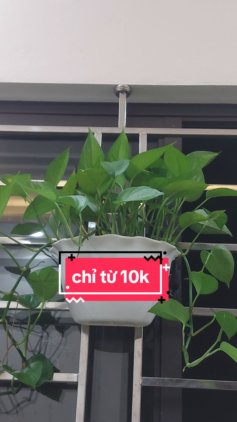 Chậu nhựa trồng cây, gắn tường, hoặc treo trong nhà tiện lợi tạo không gian sống xanh... #chaunhua #haihoareview #songxanh #cayxanh 