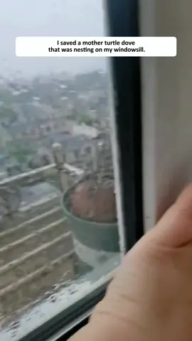 I saved a mother turtle dove that was nesting on my windowsill.  #cute #touching #rescue #animal #baby #turtledove 