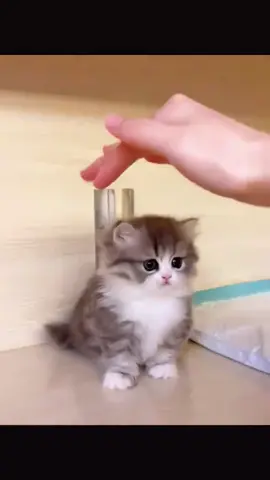 #kitty #cutecat #foryoupage #funnycat #cuteanimals 