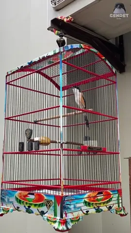 Cendet mahadewa absen boloo #kicaumaniaindonesia #kicaumaniaindonesia😎 #kicaumania #kicaumanianusantara #cendetmaniaindonesia #cendetmaniaindonesiaraya #cendetmania #cendeters #kicaumania_indonesia #cendetmanianusantara #kicauburung #cendet  #CapCut 