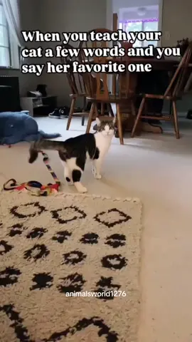 The cats 🐱🐱❤️❤️#cat #cats #cutecat #catlover #catsoftiktok #fyp #foryou #foryoupage #funny #funnycat #funnyvideos #funnytiktok #funnyanimals #kitty #tiktok #animals #funny 