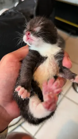 La première nuit avec les chatons et la maman s’est bien passé 😸.    ##chat##chaton##catlover##chats##chatsauvage##sauvetageanimal