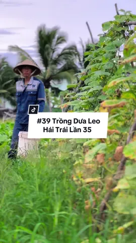 Thu Hoạch Dưa Leo Lần 35 - The End ! #hienonha 