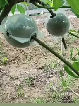 Plant Rooting Device High Pressure Propagation Ball High Pressure Box Grafting ball,grafting tools