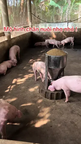 Mô hình chuồng heo 2-3 ngày mới phải rửa !  #CapCut #tiktokxuhuong #huyhieu #lợn #nôngdan #làmgiaunuoilon #heo #rimex #tiktok