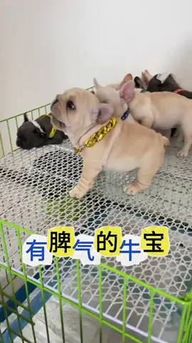 小法斗：你夠了喔～ #動物 #熱門 #寵物 #狗狗 