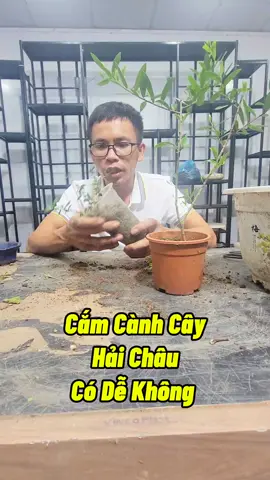 Cắm Cành Cây Hải Châu #camcanhhaichau #cayhaichau #kichhoa #cachumamhoa #cachkichre #cachlamqua #chamsoccaytrong #namxelan90 