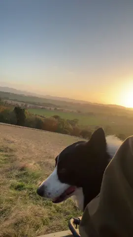 #fyp #dog #viral_video #dogsoftiktok #foryoupage #videoviral 