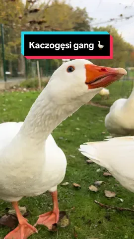 Oglądajcie koniecznie do końca 🫣 oto nasz słynny kaczogęsi gang 😁🪿  Może lepiej z nimi nie zadzierać... #zoo #zoolubin #lubin #ogródzoologiczny #gęś #gęsi #gęśkielecka #kaczka #kaczki #kaczkapomniejszona #kaczygang #kaczogęsigang #miastolubin #dumnizlubina #zielonesercemiasta #corobicwlubinie 