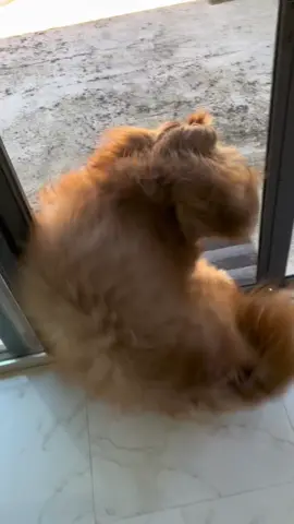 He wasn’t hurt, just embarrassed… #subtleforeshadowing #goldendoodle #funnydog 
