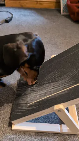We've always struggled to get Rolo to accept his nails being trimmed, despite doing lots of work with him trying to get him comfortable with it, it has always stressed him out. This is when we found this, a nail scratch board for dogs(we purchased this from Amazon)! It's so easy to use and Rolo gets excited every time it comes out. We hide treats inside the little treat box and he scratches away. He does a minute of scratching before we lift the box so he can get a treat then we repeat the process for a total of 5-8 minutes.  Whilst this doesn't get them to a length that clipping the nails would, it does reduce them enough to reduce the risk of being uncomfortable with nails that are too long with the added bonus of him not being stressed out by the process of clipping. It's so important that nail care is provided for our dogs, to prevent accidents or injuries from nails that could get caught in carpets or soft furnishings, joint issues, pain, discomfort and to promote a healthy posture.  #nailday #nailcarefordogs #scratchpadfordogs #sausagedogcentral #sausagedogs #weinerdogs #daxies #dachshunds #cutedogs #fypシ゚ #sausagedoglife #dachshundsoftiktok #weinerdogsoftiktok #daxiesoftiktok  #rolothesausage