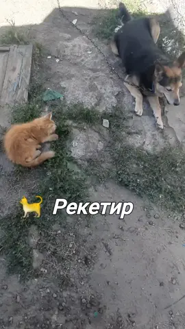 Котячий рекетир🤣