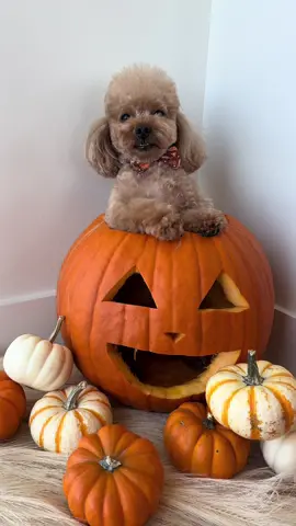 which one of his internet titi’s want a card?🥹🍂 #fyp #fypシ #puppyphotoshoot #fallphotoshoot #dogphotoshoot 