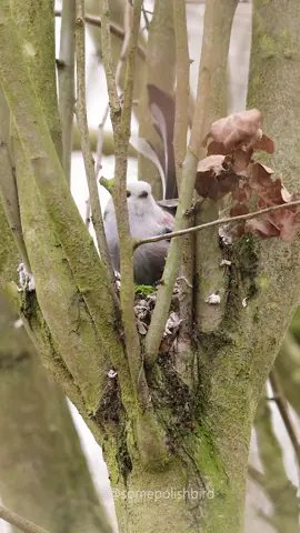Nothing more simple, just record the long-tailed tit building the nest😉 All that remains is to find one 😂😂😂 ____ [PL]Chcecie nagrać raniuszka który siedzi w jednym  miejscu przez całe!!!😄 kilka sekund ?!😂 Nic bardziej prostego, wystarczy nagrać raniuszka budującego gniazdo😉 Pozostaje tylko takiego znaleźć 😂😂😂 __________________ 🇬🇧 The long-tailed tit 🇵🇱 Raniuszek 🇺🇦 Синиця довгохвоста __________________ #bird #longtailedtit #raniuszek #somepolishbird_longtailedtit #somepolishbird  #yourshotphotographer  #birding #птахи #синицядовгохвоста #canon #nuts_about_birds #ptakipolski  #birdphotography #eye_spy_birds  #discovery #earthphoto #birdwatching #mood #wildlifephotography #naturalsi_pl #birdfact  #your_wildlife #dolnyslask #raw_allnature #raw_birds #wpodaily #nest #parenting  @morebirdpics @photogrammers_wildlife @dzikie_kadry @canonpolska @benro_polska