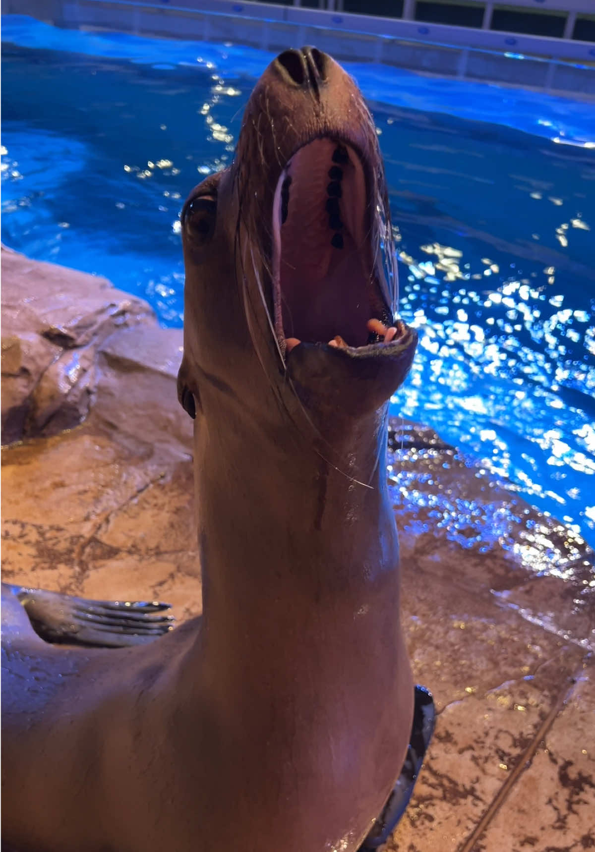 Pink Peaches club 🍑 #sealion #vocals #georgiaaquarium 