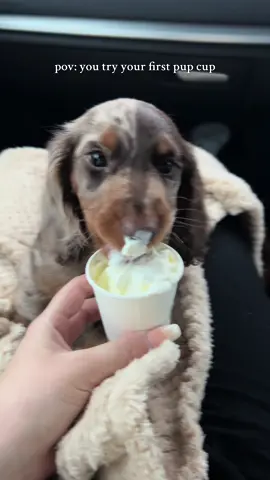 Franklin loved his first puppuccino🤩 #miniaturedachshund #puppy #dachshund #dog #puppuccino #pupcup 
