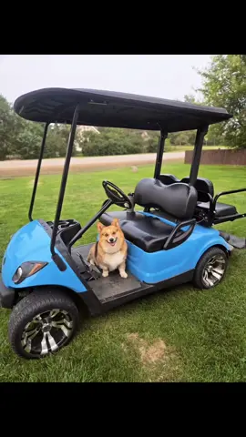 Because my corgi 