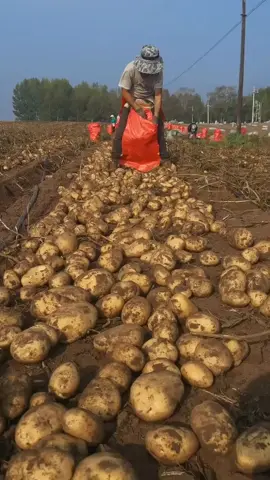 Potatoes 🥔🥔🥔 harvesting Fields 