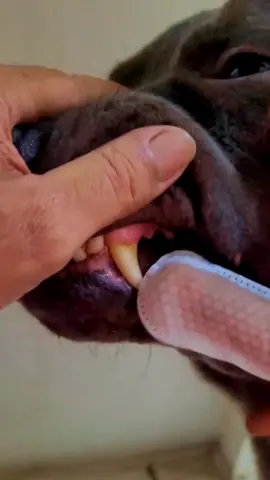 WLP PET Teeth Cleaning Finger Whipes #doglover #petlover #pets #petsupplies #falldealsforyou #tiktokmademebuyit #perros #cat 