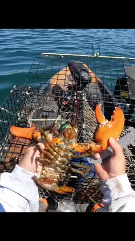 It was a great season of hauling lobster pots on my kayak #lobster #lobsterfishing #lobsterroll #Outdoors #kayaks #adventure 