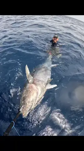 El MAS GRANDE que he pescado. Un verdadero monstruo.  Pescado frente a las costas de Valencia en España. Muchas gracias. @GREEN FLAKE FISHING por darnos un dia épico para recordar toda la vida. Pescado con anzuelo Monster Circle 8/0 de @BKKHooks_Americas  #pesca #offshorefishing #tunafishing #atun #bluefintuna #hookyourdream 