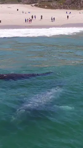 If you know when to look, you can see whales from shore almost anywhere in California! Some locations will have more success than others, but I’ve personally seen Humpbacks, Gray Whales, Fin Whales, Minke Whales, Blue Whales, and even Killer Whales from the beach! Generally speaking, Gray Whales are the most common whales found close to shore, as many will use the coastline to help with navigation during their winter and spring migration. I can’t tell you how many times I’ve been watching whales close to shore and watched as the people on land go about their business without even noticing the 40+ thousand pound giants less than 100 yards away from them! If you ever find yourself on a beach in California during the winter or spring, don’t forget to keep an eye out for whales!