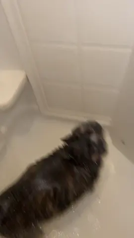 Sometimes Pym sings in the shower 😌 #pym #showercat #pymtheshowercat #soggy #soggytime #catsoftiktok #PetsOfTikTok 