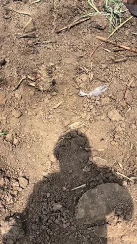 kita sediakan lahan lagi untuk musim panen 2025  #petanimuda #petaniindonesia🇮🇩🇮🇩🇮🇩🌿🌿 