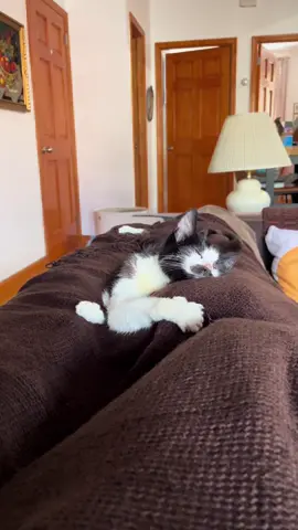 I miss you so much kitty