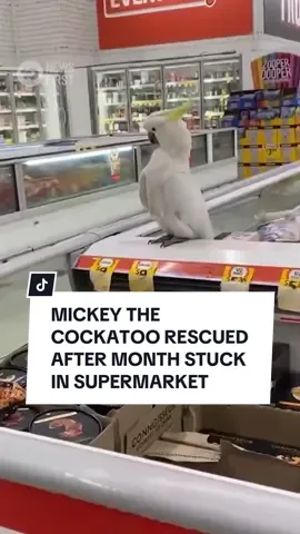 A cockatoo that has been stuck in a Sydney supermarket for more than four weeks has at last been safely rescued and set free. Affectionately named ‘Mickey’ by staff at Macarthur Square Coles in Campbelltown, it is believed the native bird first entered the store via the loading dock and had been living off brioche. After reports that Mickey would be killed if not removed, local wildlife rescuers jumped into action. With the help of a team of rescuers, Mickey was safely captured yesterday afternoon. #australiananimals #wildlife #cockatoo #animalrescue #sydney 