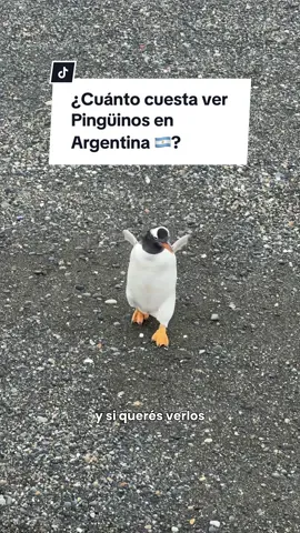 ¿Cuánto cuesta el tour para ver pingüinos en Argentina 🐧? Nos fuimos hasta el fin del mundo 🌎 para cumplir nuestro sueño de ver pingüinos en Ushuaia, la ciudad austral de Argentina 🇦🇷 #argentina🇦🇷 #guatemala #tiktokguatemala #ushuaia #findelmundo #julsywofo #ushuaiafindelmundo #pinguinos 