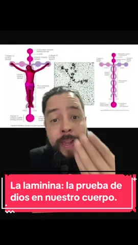 #greenscreen La laminina: la prueba de dios en nuestro cuerpo. #laminina #apologetica #religion #calaverabarbada #elladooscurode #atheist #ateo 