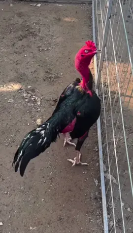 Nếu ai Đó hỏi thầy thế nào là chân là chọi, thầy sẽ mỉm cười và chỉ tay vào con mà không chút do dự ❤️❤️❤️#baotondongvat #gachoivietnam #xuhuonggachoi #yeudongvat #giaicuudongvat #xuhuongtiktok #toiyeudongvat❤ 