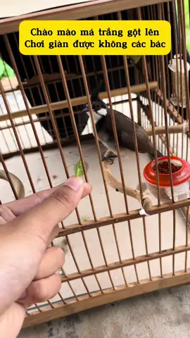Chào mào má trắng chơi giàn được không hay chỉ gột mồi vậy các bác #chaomaothidau #chaomaohotdau #lotapchoichim #xuhuongtiktok 