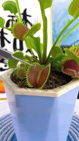 cây bắt mồi #hoadecor #caycanhphongthuy #caycanhdeban #caysanmoi 