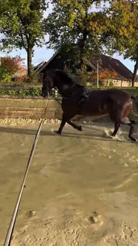 #horse #horseriding #fyp #horsetok #horses #equestrian 