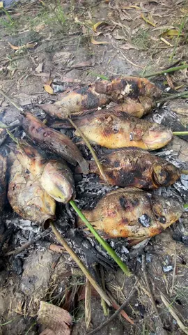 Bạn đã từng được trải nghiệm bắt cá nướng ăn tại đồng ruộng chưa 😋#mientayquetoi #vairal #chill #xuhuongtiktok #xuhuong 
