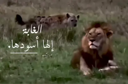 #🦁 #hmze_mshyk #حمزه_مشيك 