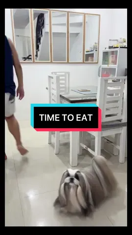 Pag oras na ng pagkain hindi na sya mapakali 😂 #Kingshihtzu #shihtzu #dogsoftiktok #viraldogs #shihtzusoftiktok #fyp 