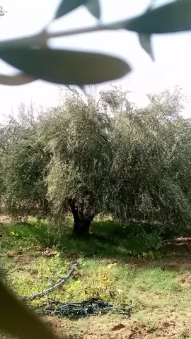 الزيتون صابة 🫒🫒#القيروان_تونس_الجزائر_المغرب_ليبيا #القيروان_ام_المدائن😍🇹🇳تونس🇹🇳🇹🇳 #حفوز عين البيضاء#