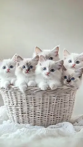 #AIPets #CuteAnimals #PetTok #VirtualPets #AnimalLovers #AIArt #PetVideos #FurryFriends #AnimalMagic #DigitalPets #PetCommunity #AdorablePets #CreativeAnimals #PetsOfTikTok #AnimalArt #PetLovers #FictionalPets #InstaPets #AIAnimation #PetLife #FunnyAnimals #PetsofInstagram #AnimalKingdom #CutenessOverload #AICreativity #PetSpotlight #Pawesome #PetChallenge #DigitalCreatures #WhimsicalAnimals @aianimalstv 