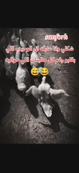 #منشن_حبيبتك_الهبله😂🍯 #تابعوني_رح_نزل_شي_جديد #تريندات_تيك_توك #الشعب_الصيني_ماله_حل😂😂 #اكسبلورexplore #tiktokindia #foryourpage #اكسبلورexplore #tiktokviral 