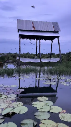 Về Miền Tây Cùng Nuôi Dơi Với Em Nha Mấy Anh Chị 🫰Trại Nhà Em Chiều Dơi Đi Ăn Ạ🥰🥰#xuhuong #MinhToànNhàDơi #ChuyênThiCôngChuồnTrạiNuôiDơi 